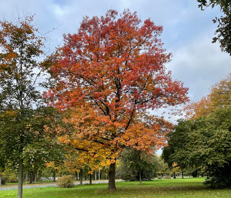 Ein Baum auf einer Wiese. Er trägt rötliches Laub.